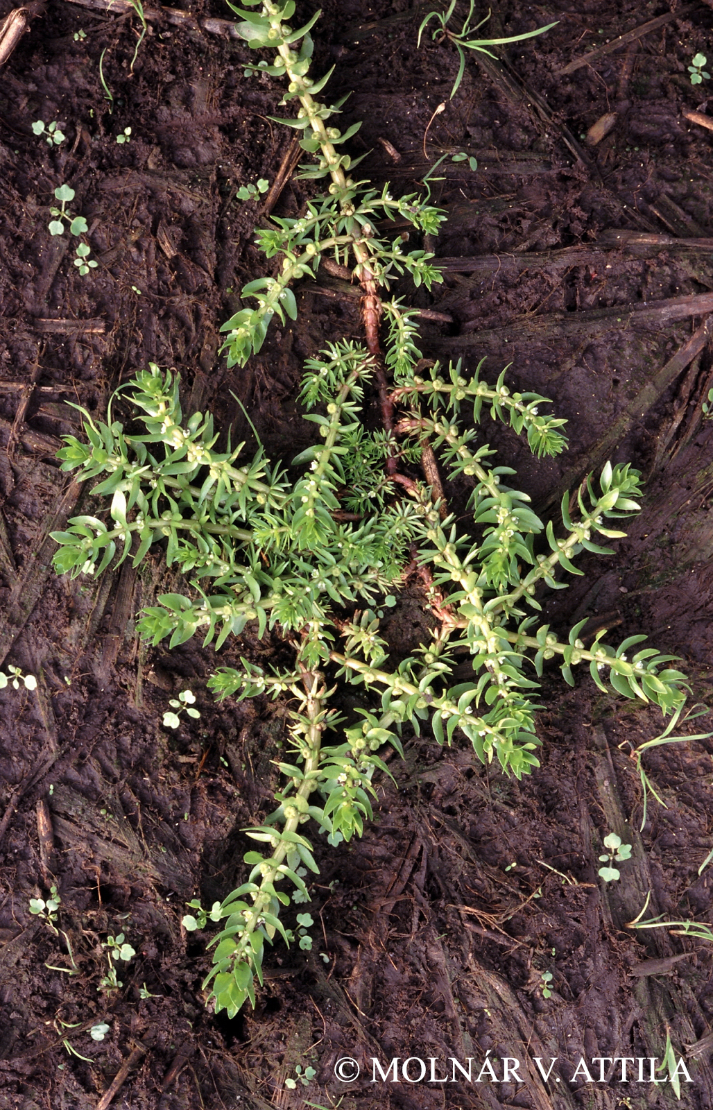 Elatine alsinastrum L.