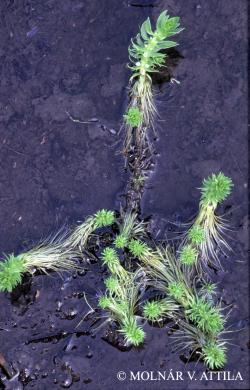 Elatine alsinastrum L. 2.Image