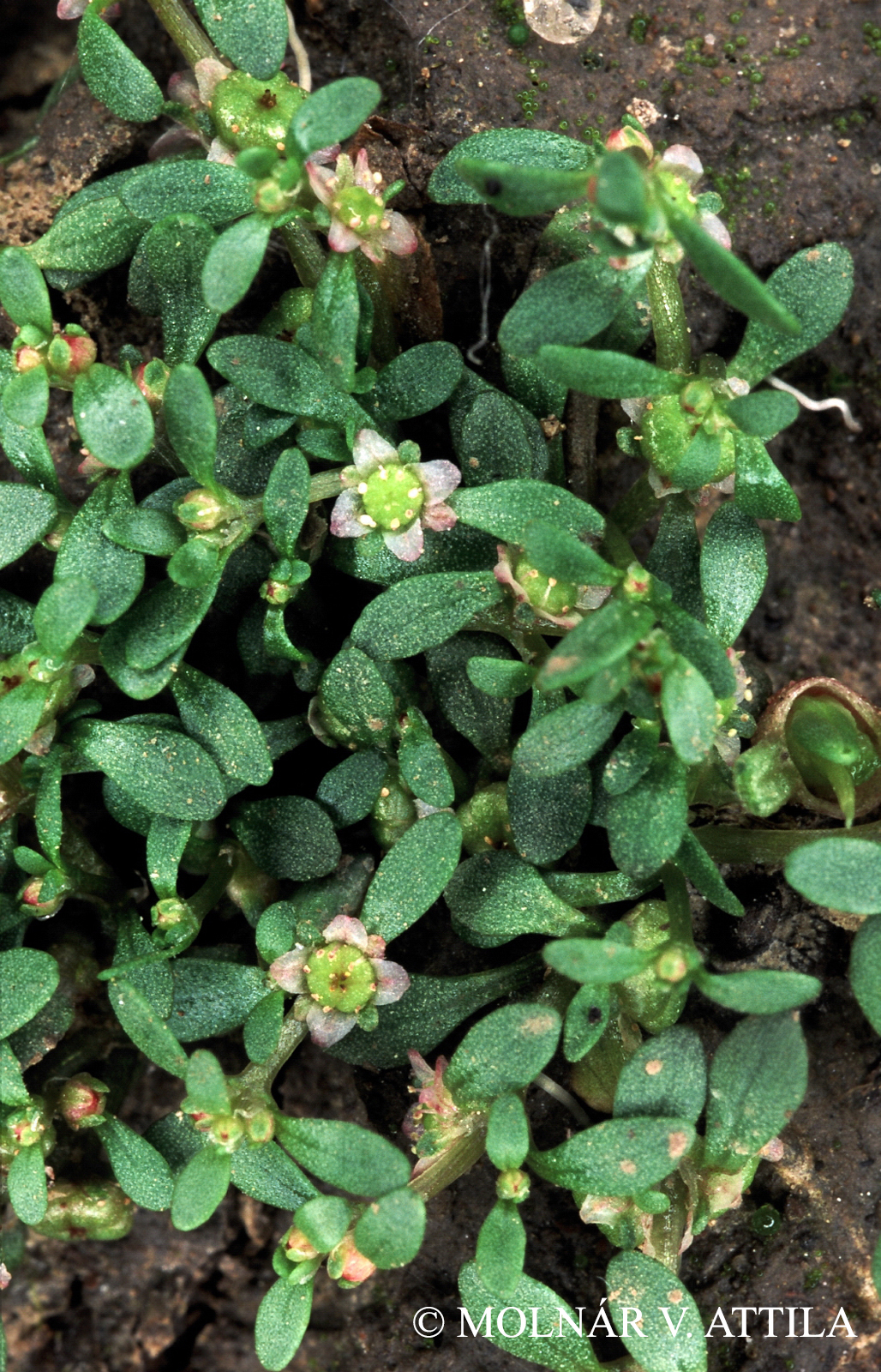 Elatine hydropiper L. em. Oeder