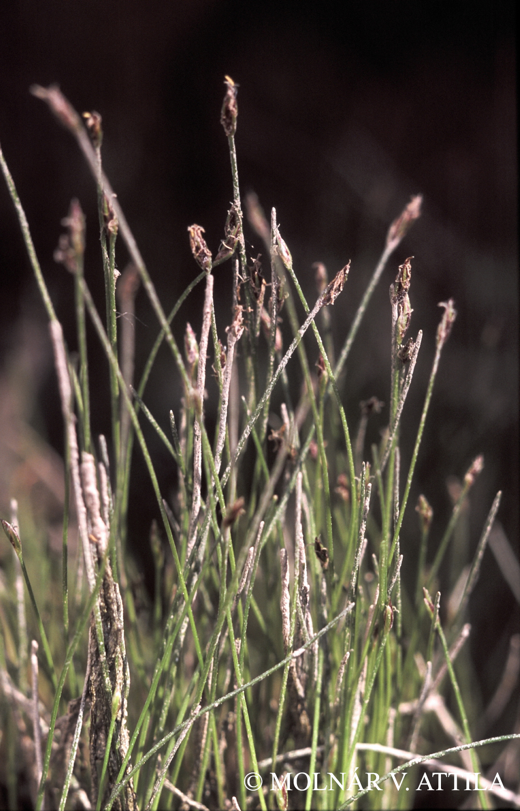 Eleocharis acicularis (L.) Roem. et Schult.