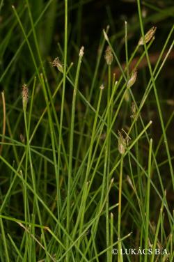 Eleocharis acicularis (L.) Roem. et Schult. 2.Kép