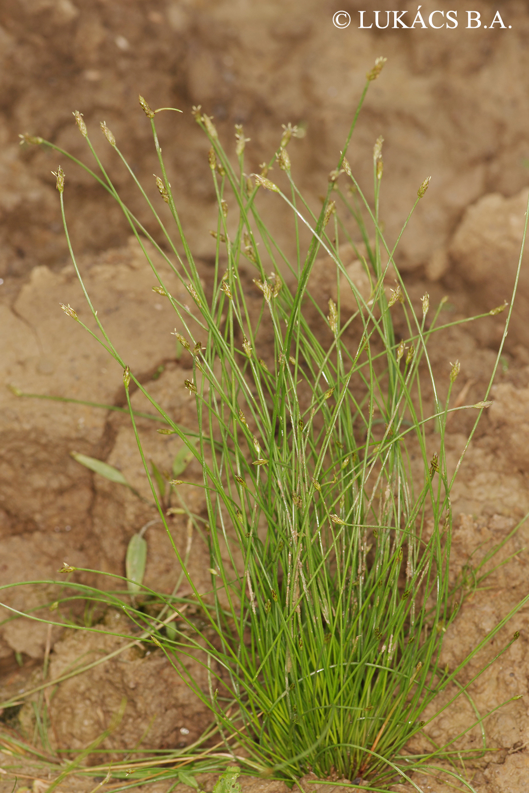 Eleocharis carniolica W.D.J. Koch