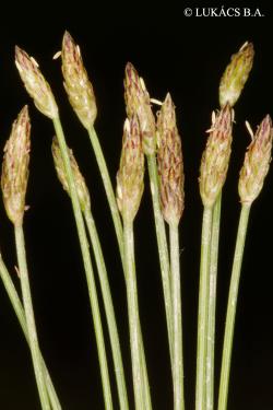 Eleocharis carniolica W.D.J. Koch 2.Image