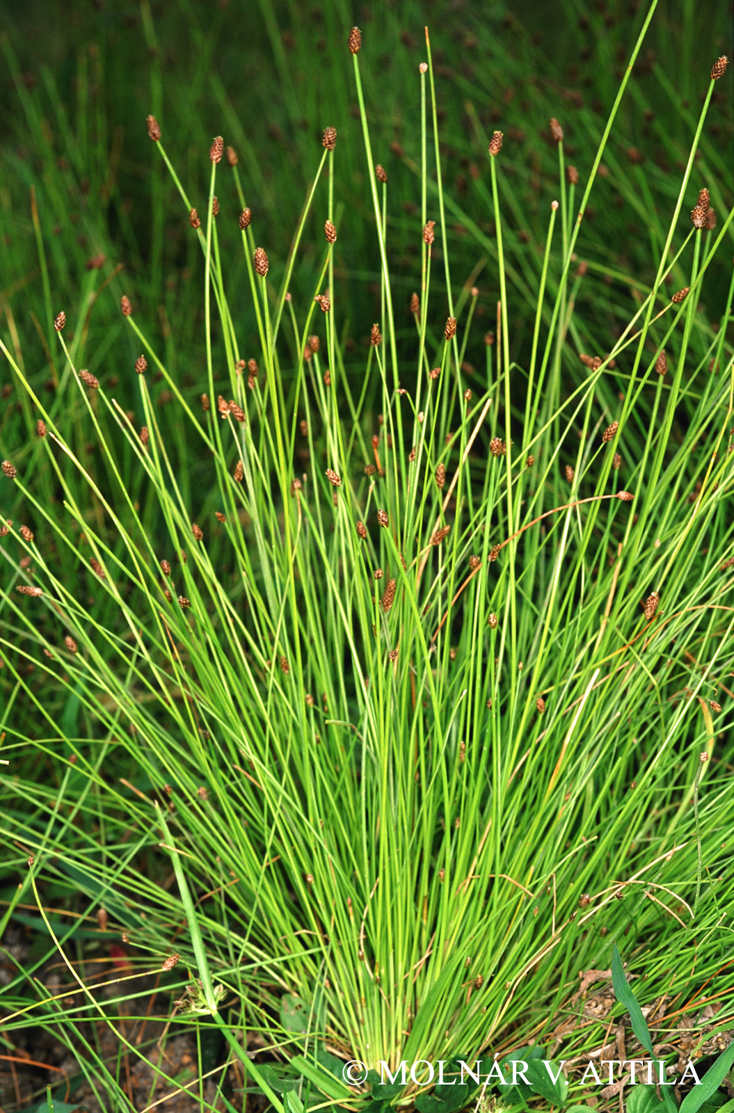 Eleocharis ovata (Roth) Roem. et Schult.