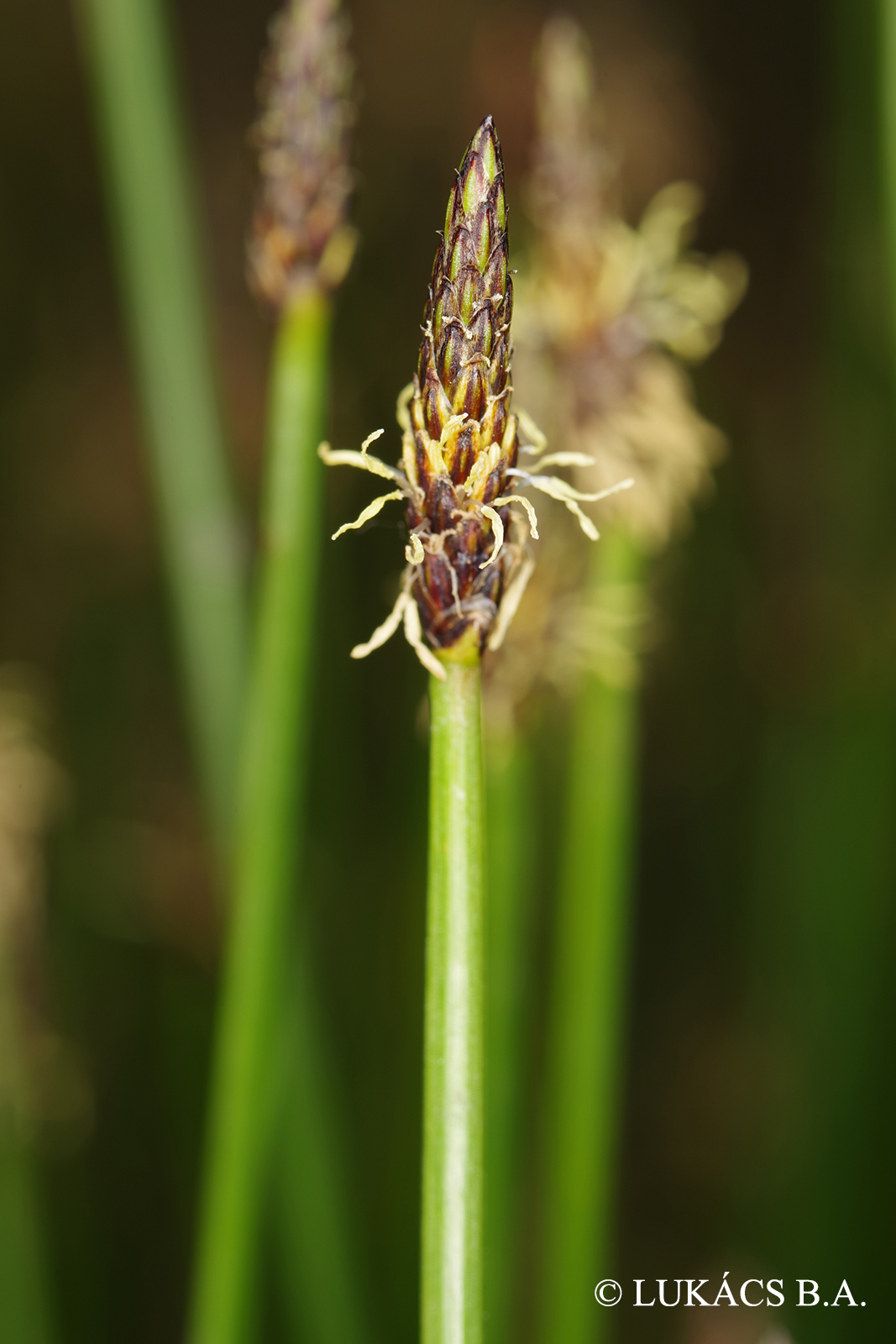 Eleocharis palustris agg.