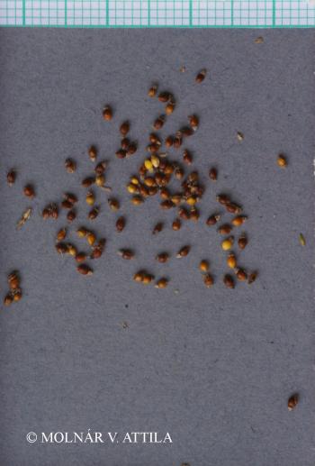 Eleocharis palustris agg. 2.Image