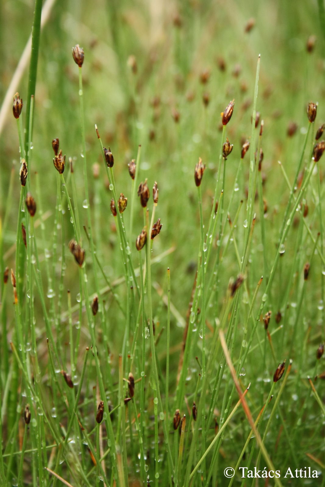 Eleocharis quinqueflora (Hartm.n) O. Schwarz