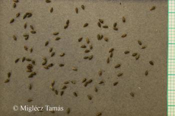Eleusine indica (L.) Gaertn. 5.Image