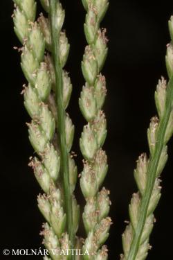Eleusine indica (L.) Gaertn. 2.Image