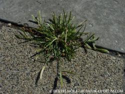 Eleusine indica (L.) Gaertn. 3.Image