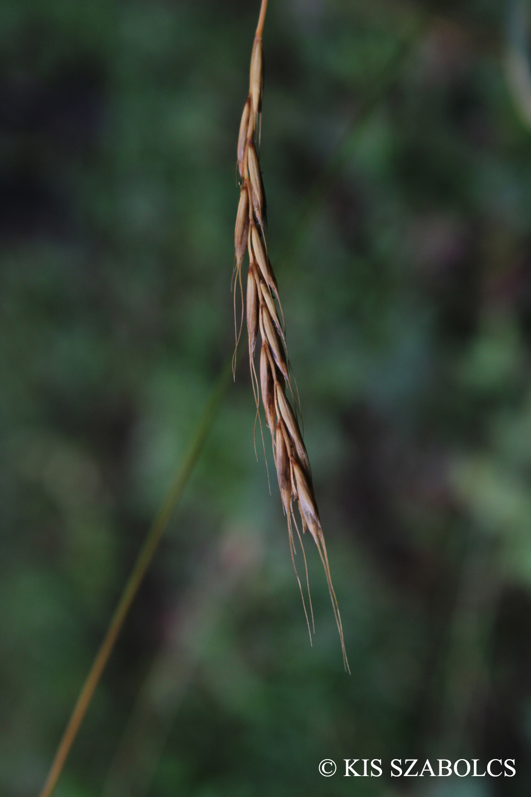 Elymus caninus (L.) L.