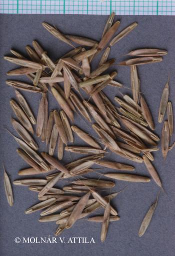 Elymus caninus (L.) L. 2.Image