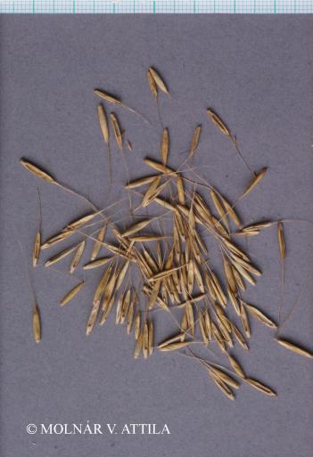 Elymus caninus (L.) L. 3.Image