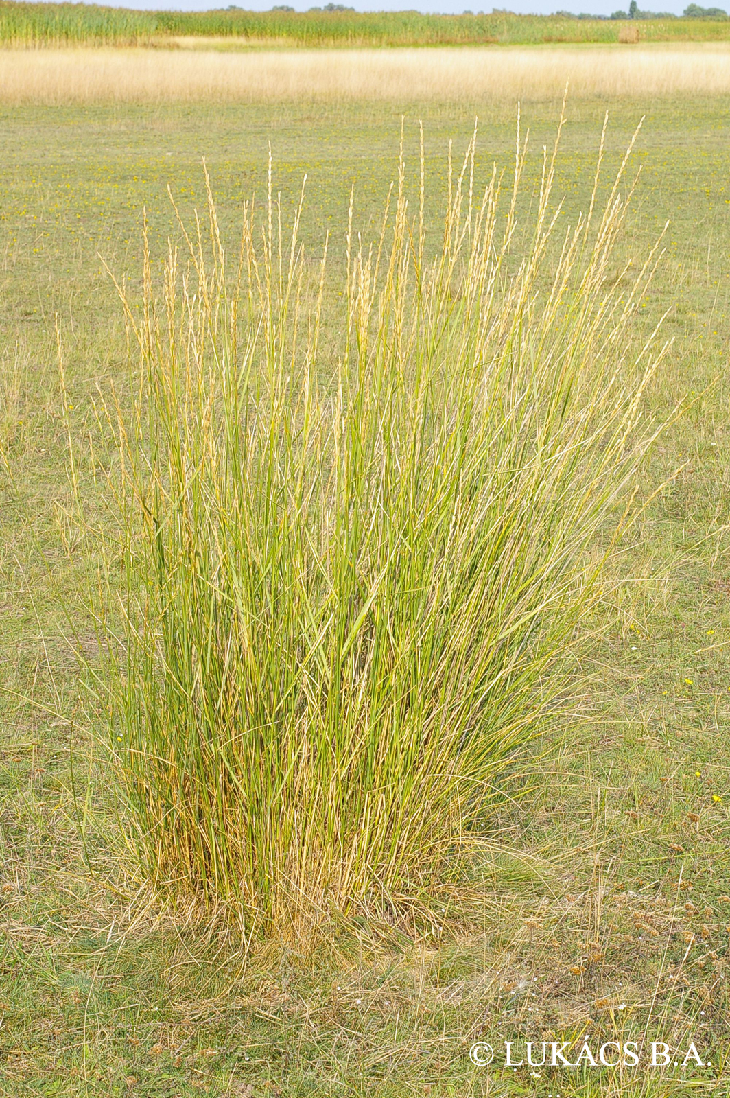 Elymus elongatus (Host) Runemark