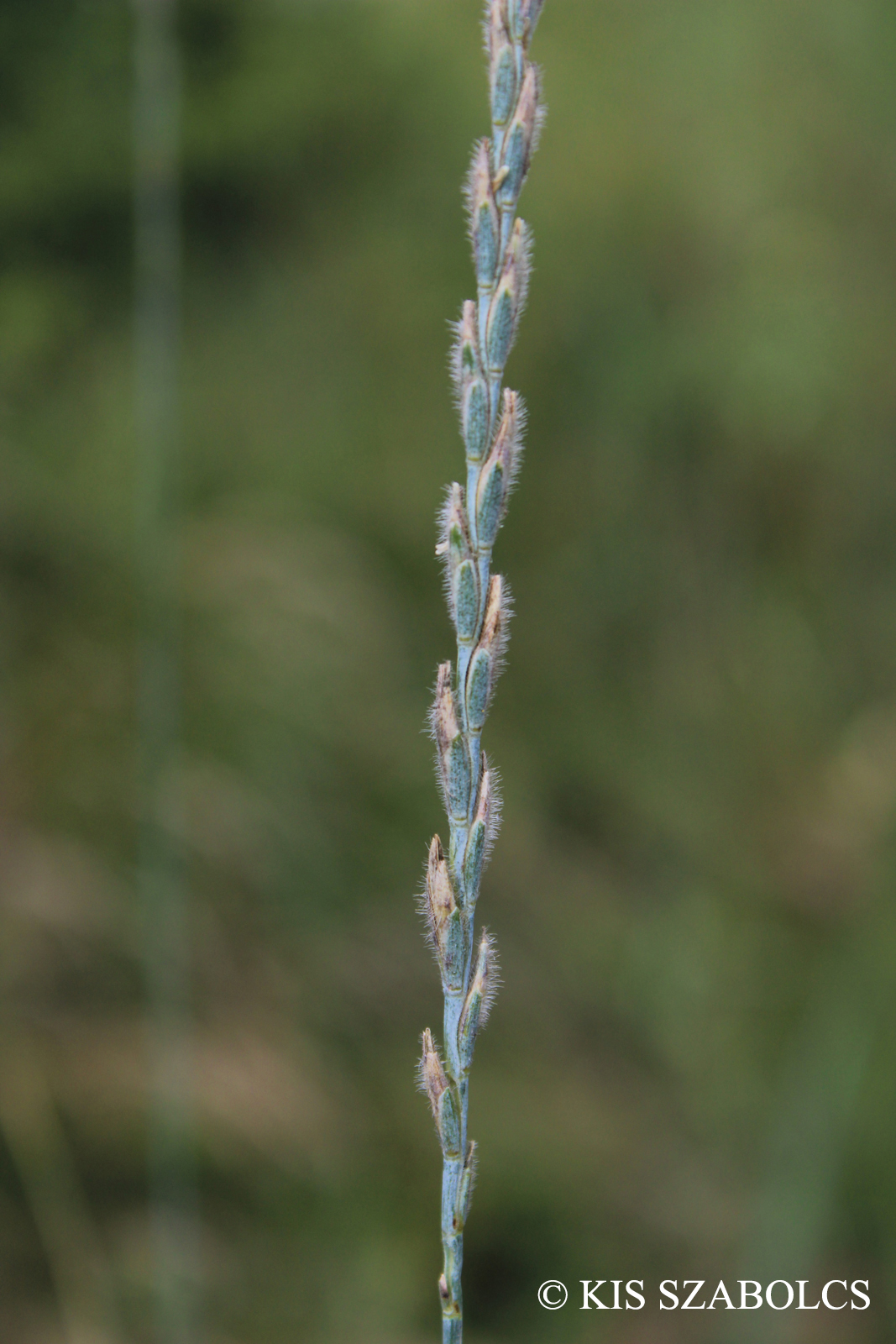 Elymus hispidus (Opiz) Melderis