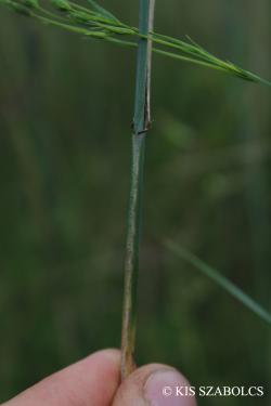 Elymus hispidus (Opiz) Melderis 2.Image