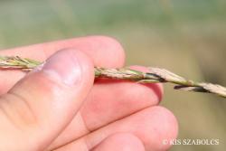 Elymus hispidus (Opiz) Melderis 3.Image