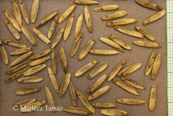 Elymus hispidus (Opiz) Melderis 4.Image