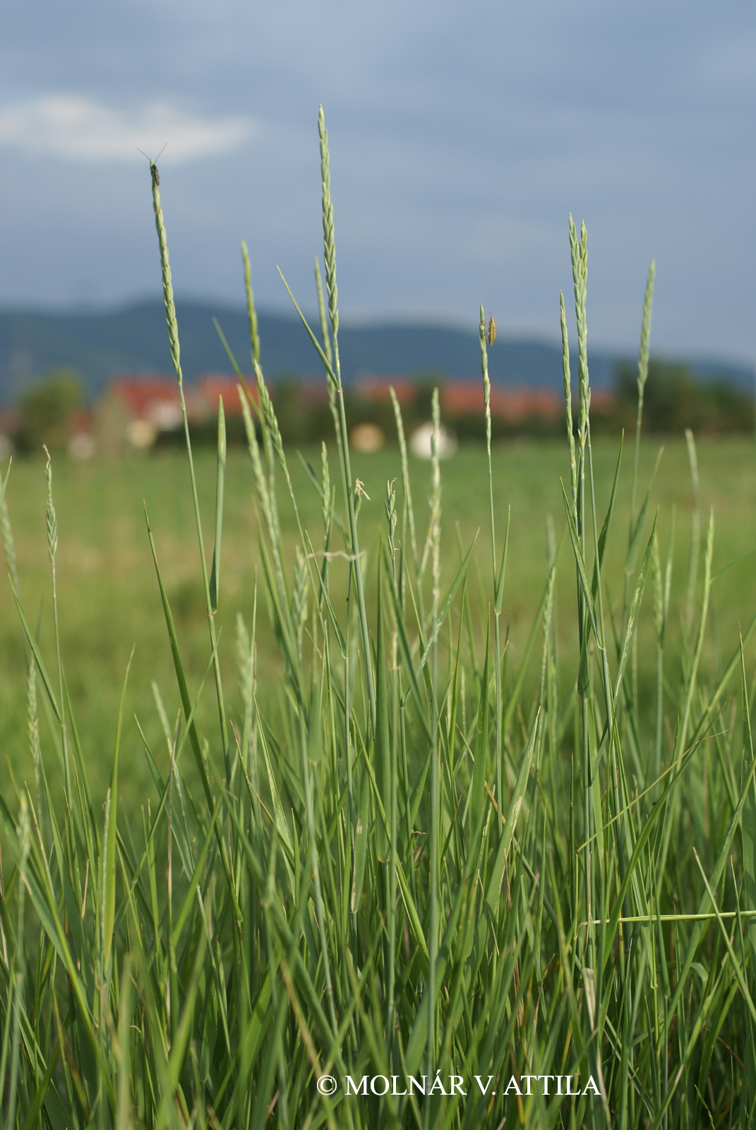 Elymus repens (L.) Gould