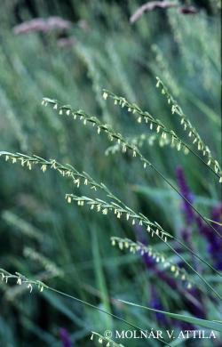 Elymus repens (L.) Gould 2.Image