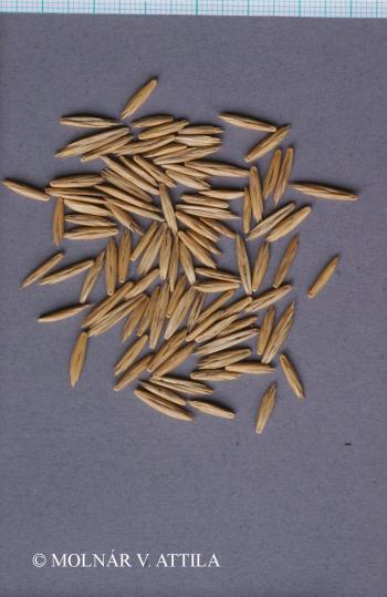 Elymus repens (L.) Gould 4.Image