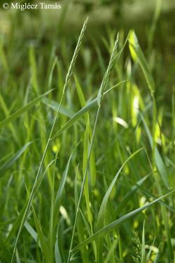 Elymus repens (L.) Gould 3.Image