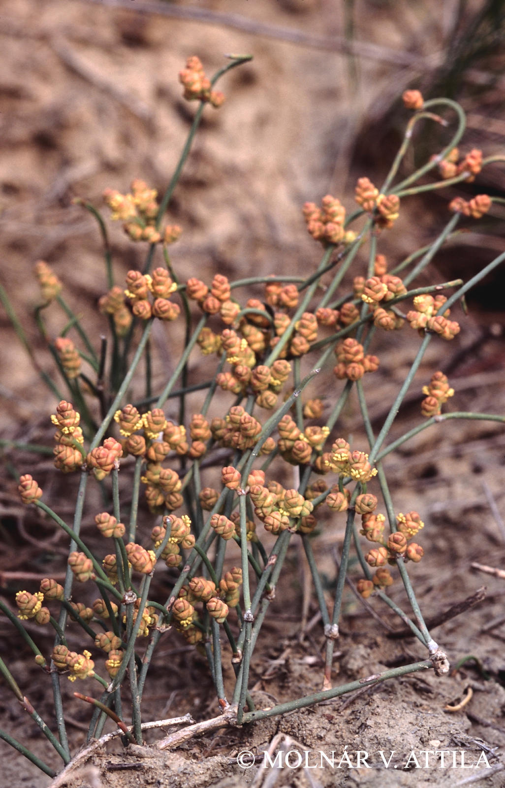 Ephedra distachya L.
