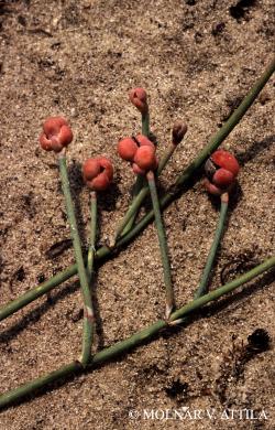 Ephedra distachya L. 2.Image