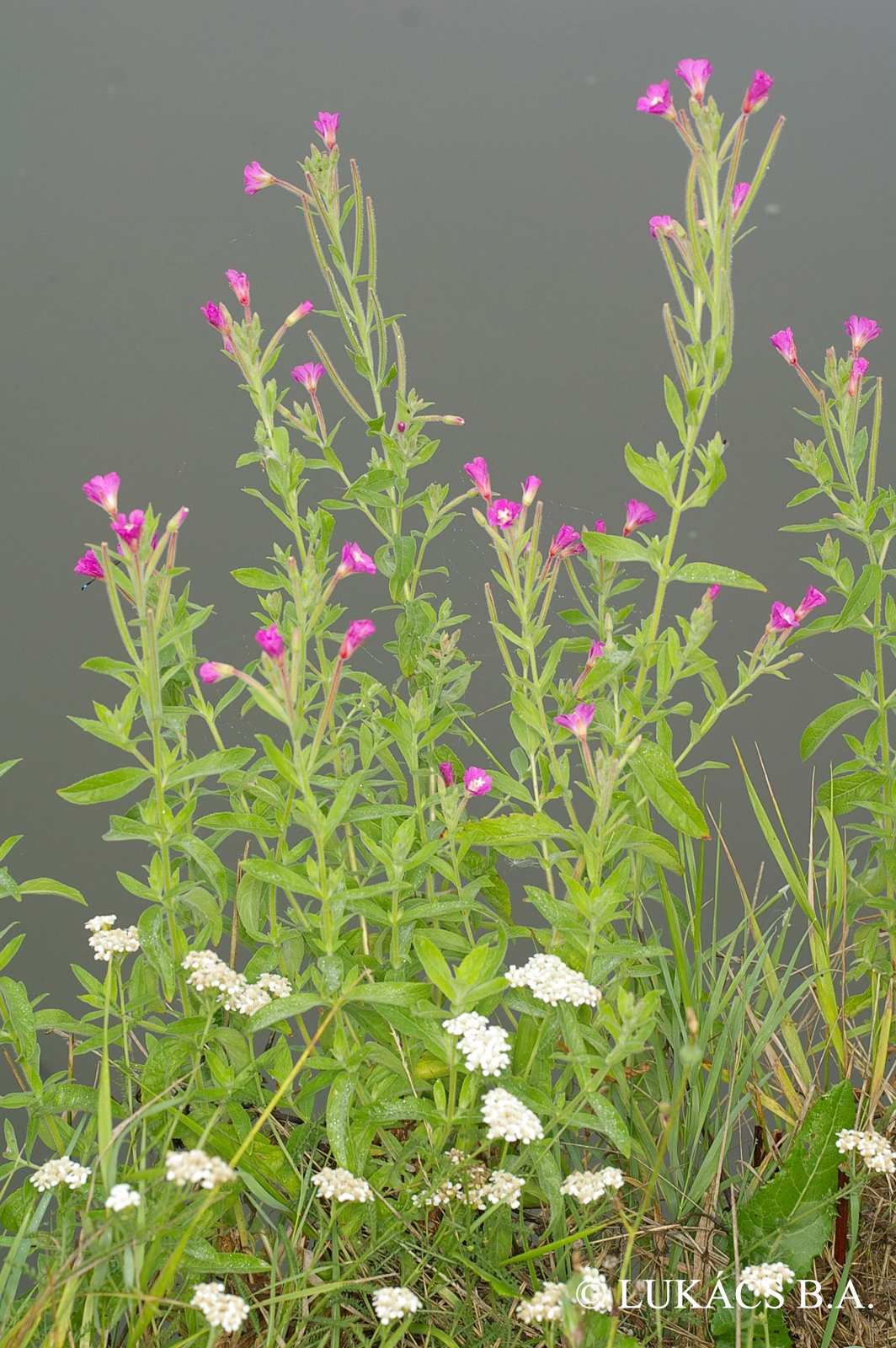 Epilobium hirsutum L.