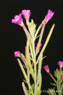 Epilobium hirsutum L. 2.Image