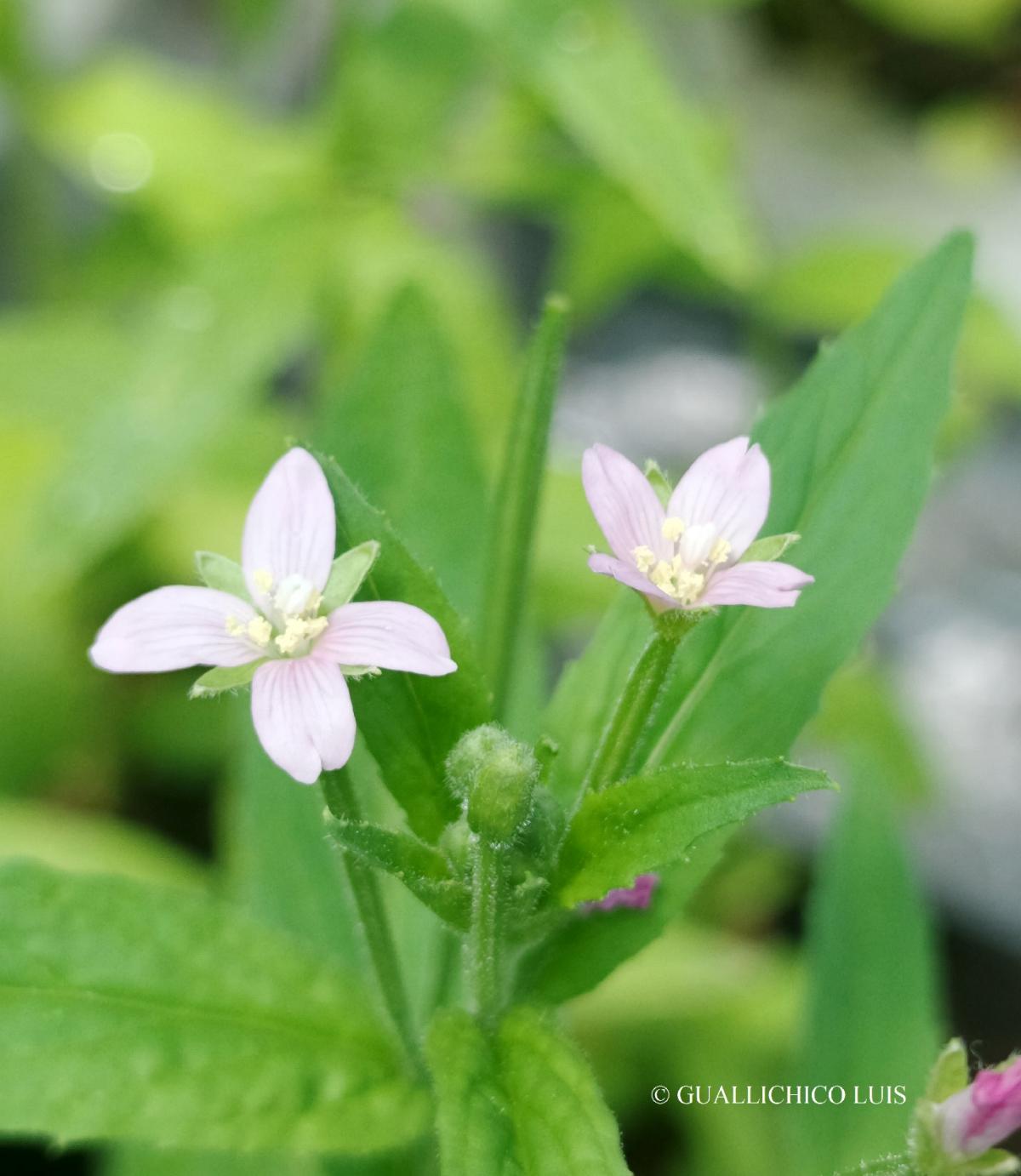 Epilobium parviflorum Schreb.