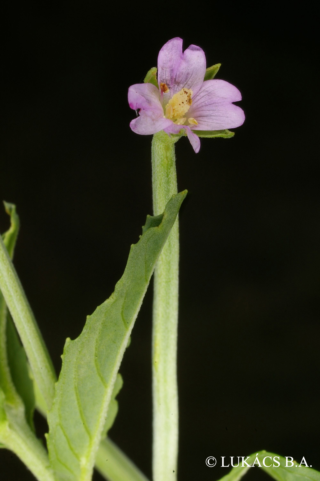 Epilobium tetragonum L. s. l.