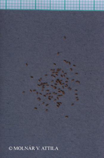 Epilobium tetragonum L. s. l. 2.Image