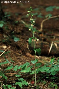 Epipactis albensis Nováková et Rydlo 2.Kép