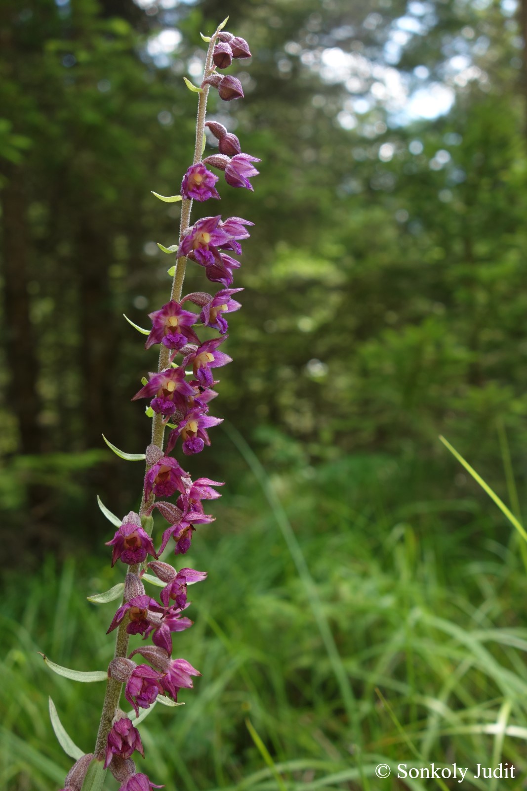 Epipactis atrorubens (Hoffm.) Besser