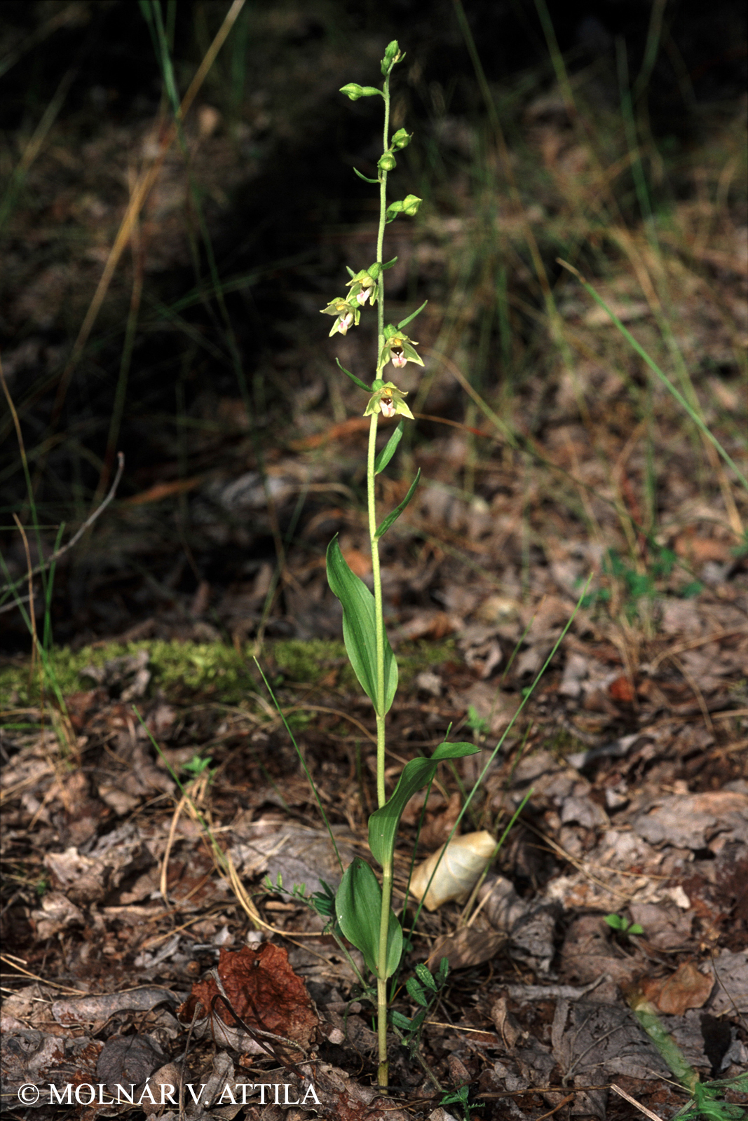 Epipactis bugacensis Robatsch