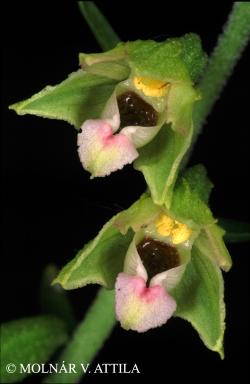 Epipactis bugacensis Robatsch 2.Image