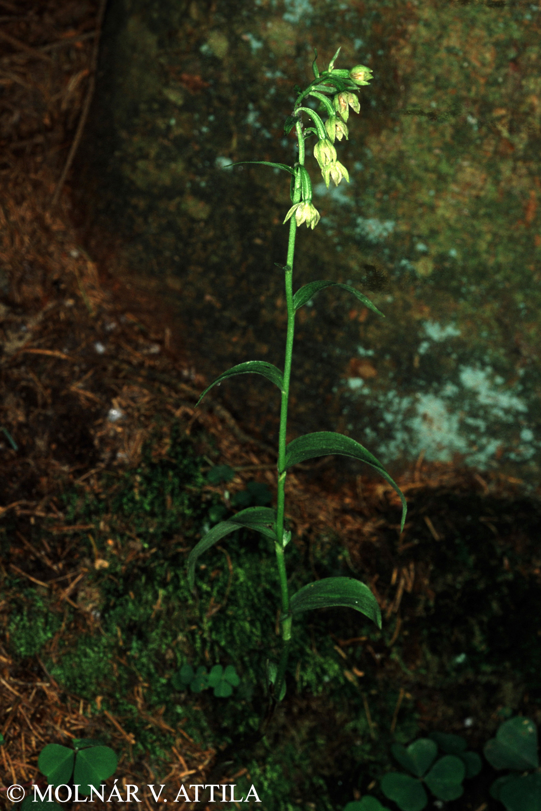 Epipactis exilis P. Delforge