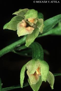 Epipactis exilis P. Delforge 2.Image