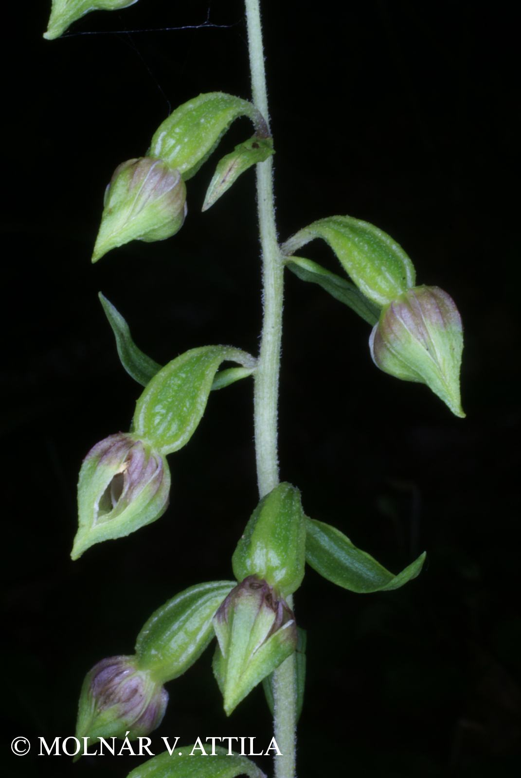 Epipactis futakii Mereďa et Potůček