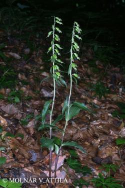 Epipactis futakii Mereďa et Potůček 2.Image