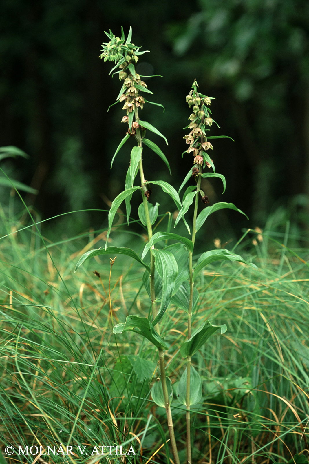 Epipactis helleborine (L.) Crantz