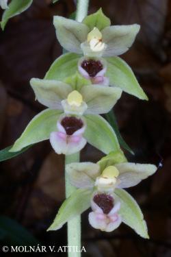 Epipactis helleborine (L.) Crantz 2.Image
