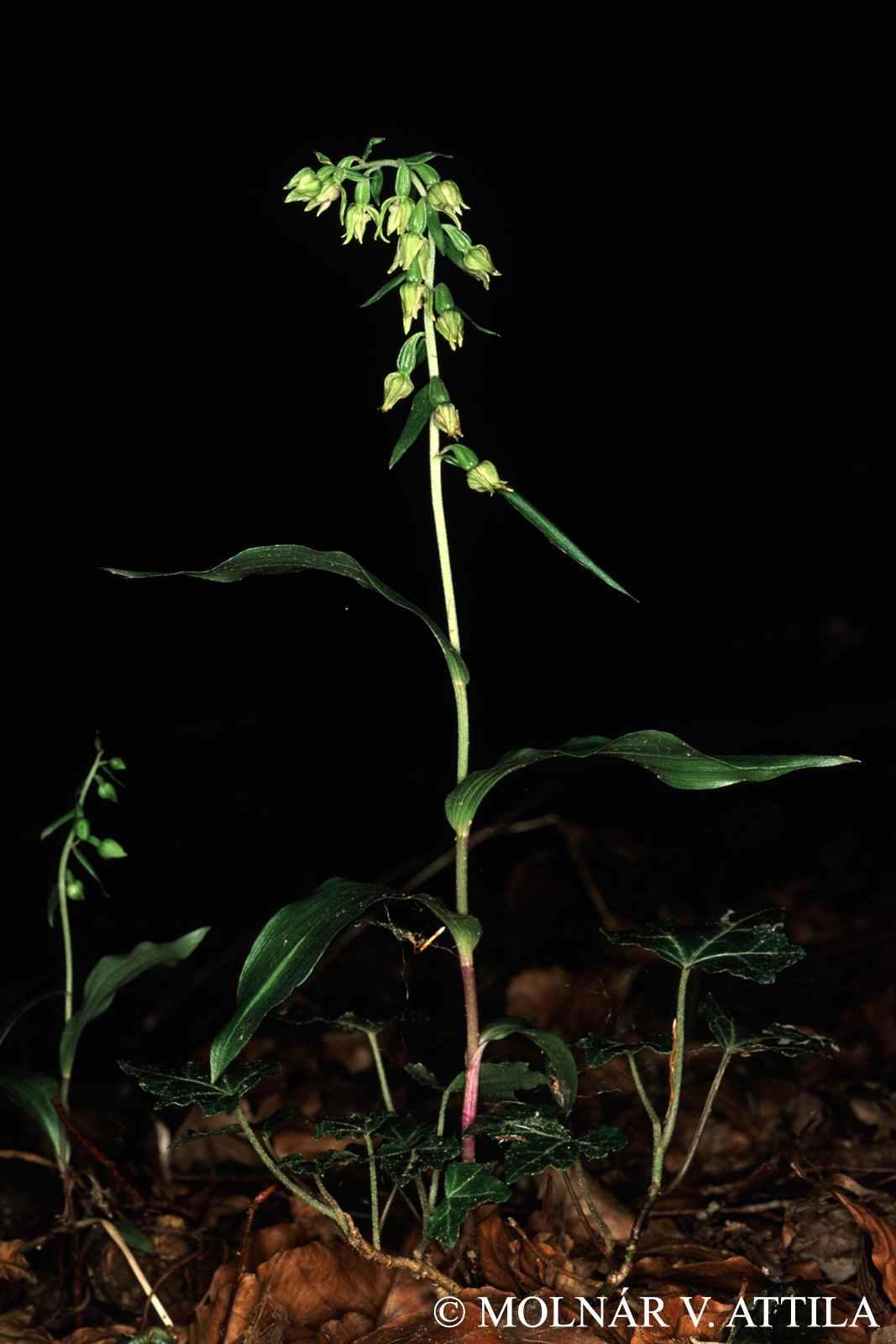 Epipactis leptochila (Godfery) Godfery
