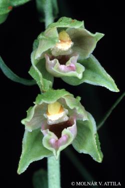 Epipactis leptochila (Godfery) Godfery 2.Image