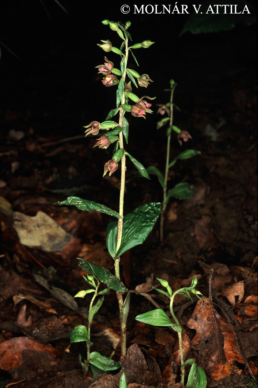 Epipactis mecsekensis A. Molnár et Robatsch