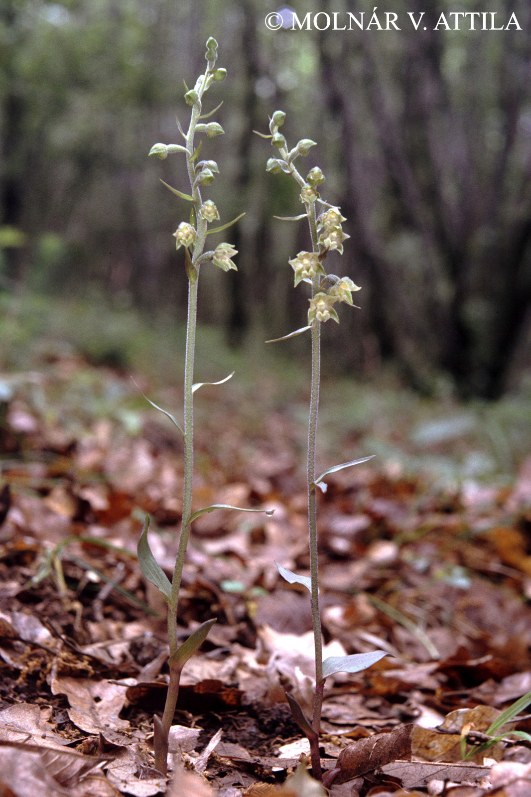 Epipactis microphylla (Ehrh.) Sw.