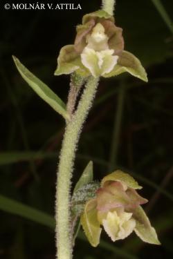 Epipactis microphylla (Ehrh.) Sw. 2.Image