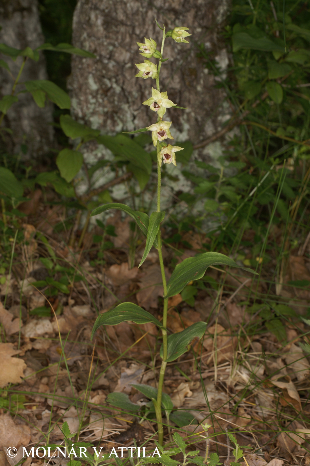 Epipactis muelleri Godfery