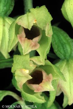 Epipactis muelleri Godfery 2.Image